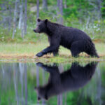53 Associations Call to Halt EU Wolf Downlisting