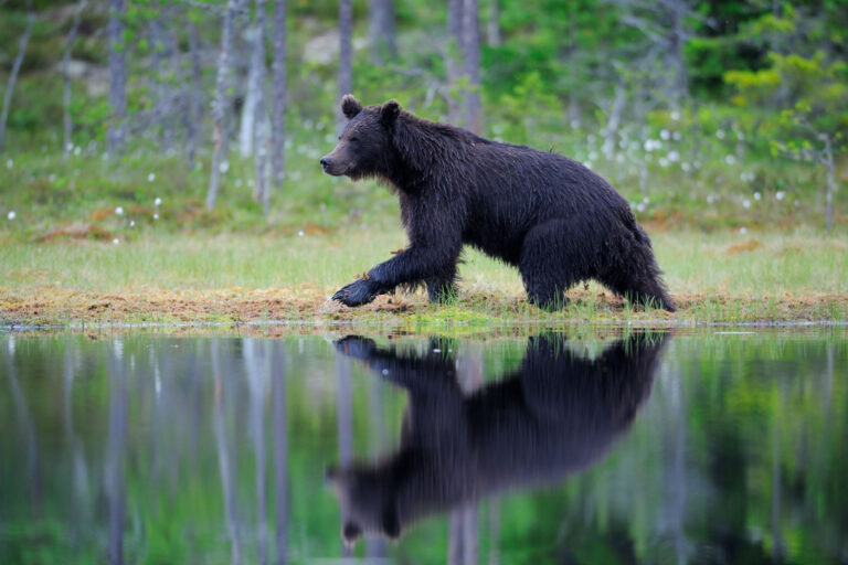 Read more about the article 53 Associations Call to Halt EU Wolf Downlisting