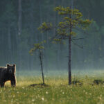 Rural Europeans want large carnivores protected