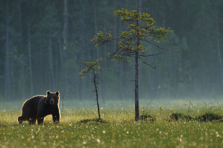 Read more about the article Rural Europeans want large carnivores protected