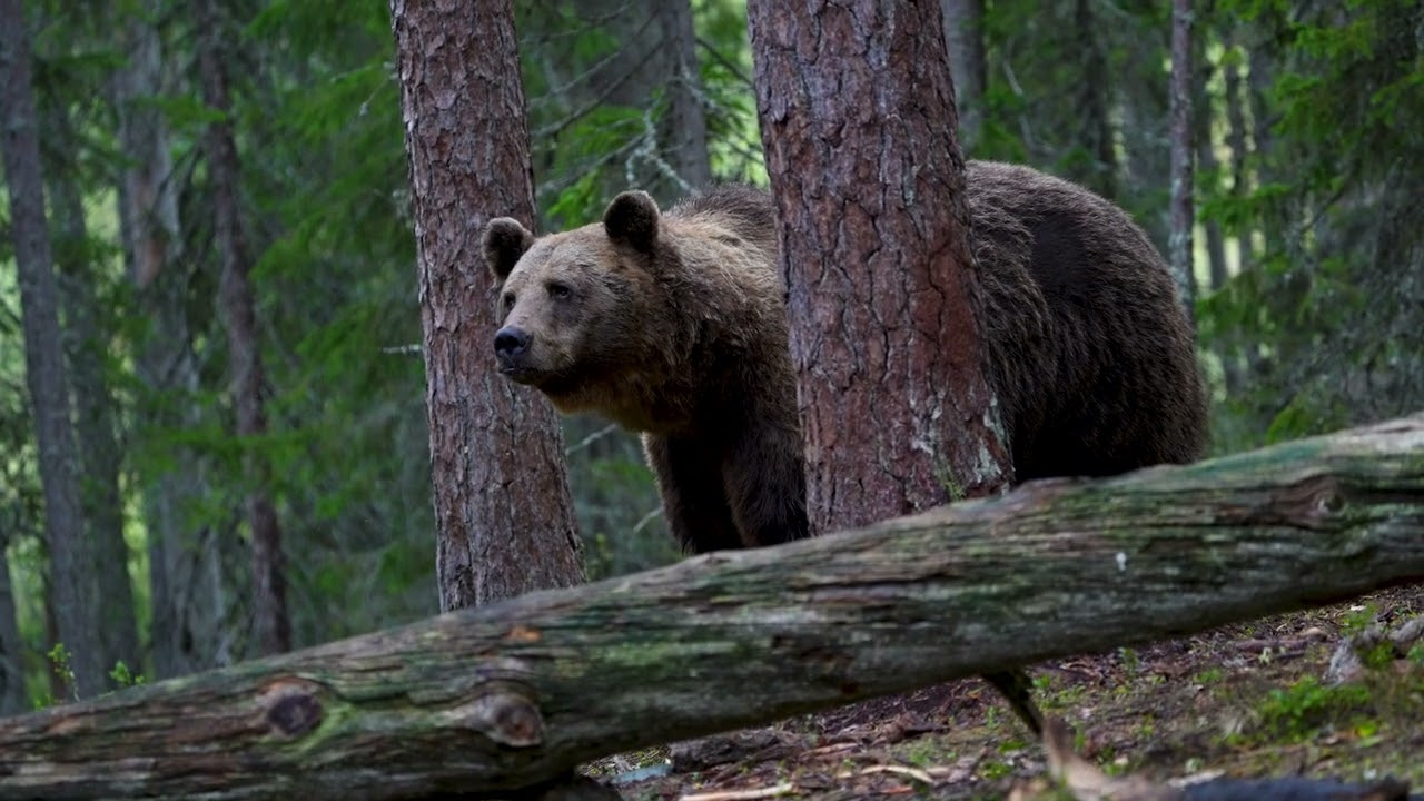 Brown bear