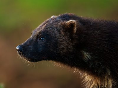Bridge Headline: Wolverine, Gulo gulo Envira Caption: Bridge Description: Wolverine, Gulo gulo. The wolverine is Europe’s largest marten.
It is a predator with a small head and large paws. The wolverine resembles a short-legged bear, but moves more like a badger. Wolverine, Gulo gulo. The wolverine is Europe’s largest marten.