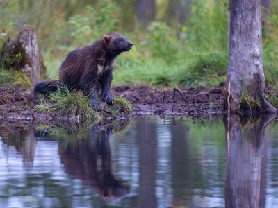 Wolverine, Gulo gulo Photo: Staffan Widstrand/Swedensbigfive.org