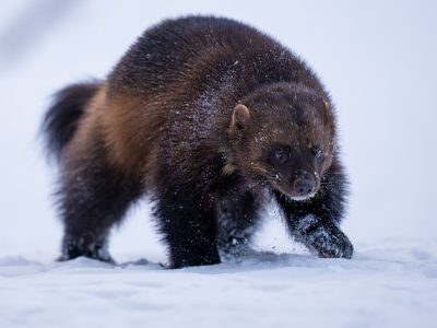 Bridge Headline: Wolverine, Gulo gulo The Wolverine (Gulo gulo) moves easily on top of the snow crust, thanks to its seemingly oversized paws.
It is a valuable asset för wildlife watching operator Era Eero in Lieksa, Finland Photo: Staffan Widstrand/Living Side by Side